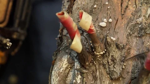 A man with a chainsaw saws a tree at a slow pace. Vídeos de archivo 82730764