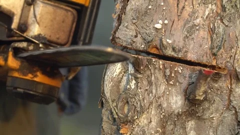 A man with a chainsaw saws a tree at a slow pace. Vídeos de archivo 82730879