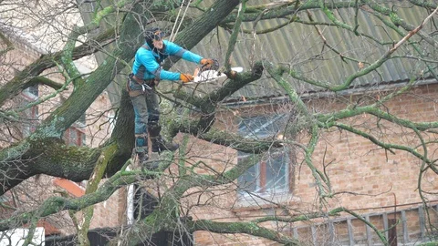 A man with a chainsaw in a suspension system cuts down branches of an oak Stock Footage 125534465