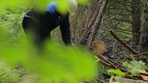 Man with chainsaw working in forest Stock Footage 95950564