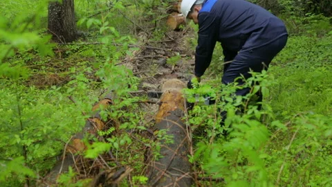 Man with chainsaw working in forest Stock Footage 95952032