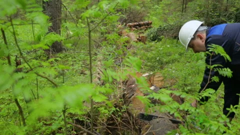 Man with chainsaw working in forest Video stock 95952292