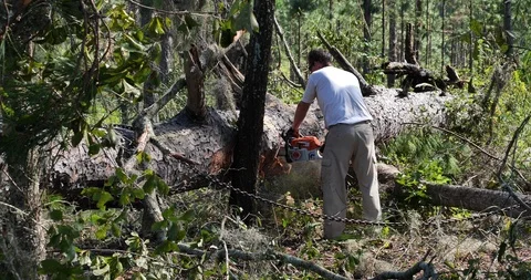 Man chainsaws large downed pine tree 1 day after Hurricane Michael Stock Footage 99204944