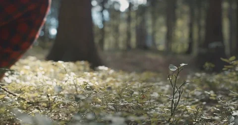 Man in checkered shirt resting with closed eyes in a forest. Stock Footage 80797459