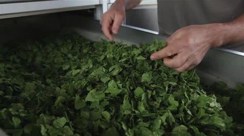 Man checking dried leaves in distillery Stock Footage 54680300