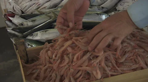 Man checking fish at fish market in Italy  Stock Footage 37809440
