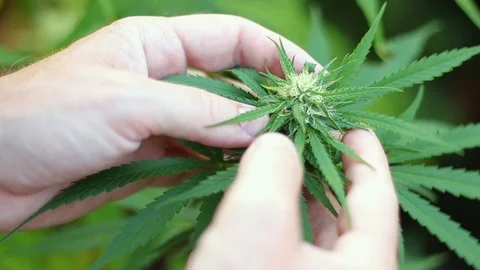 Man checking growing of cannabis plant, controls of marijuana plantation Stock Footage 107528996