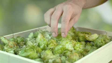 Man checking hops in the box in slow motion 180fps Vidéo 98429331
