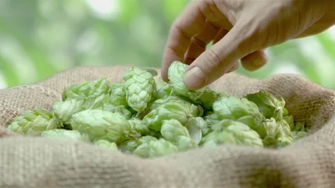 Man checking hops on the plantation in 4k slow motion 60fps Stock Footage 98440139