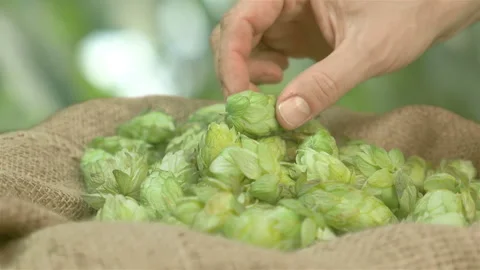 Man checking hops on the plantation in slow motion 180fps Stock Footage 98439750