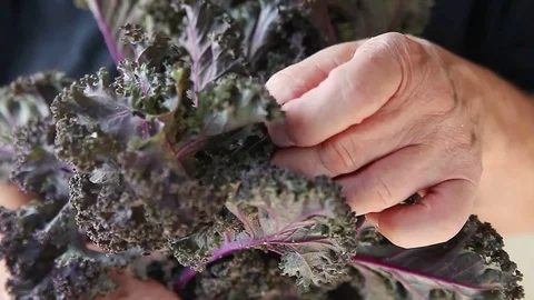 Man checking kale leaves Stock Footage 83517536