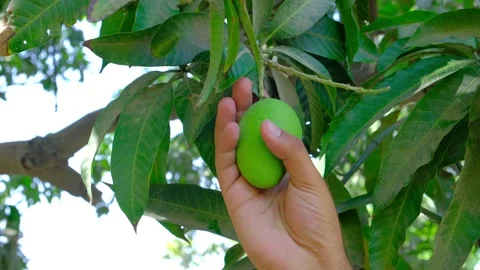 Man checking mango production Stock Footage 195933588