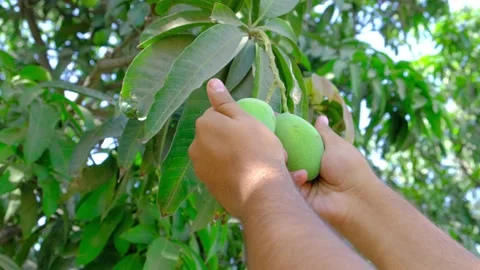 Man checking mango production Stock Footage 195933612