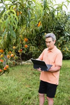 Man checking peach category on tablet in orchard Stock Photos