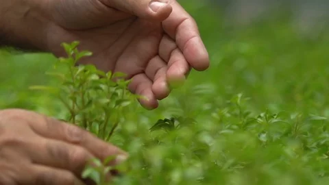 Man checking plant pots in greenhouse, farmer taking care of organic production Video stock 118909166