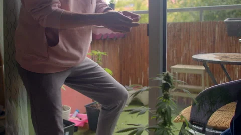 Man checking pot plants on balcony close hands inspecting growth casual posture Stock Footage 325074095