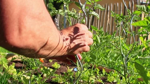 Man checking quality of plants and organic tomatoes in his garden. Stock Footage 112021815