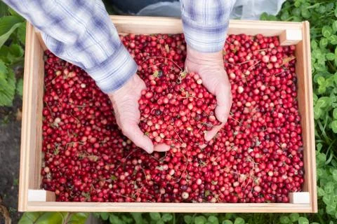 Man checking red ripe cranberries with fir needles. Stock Photos