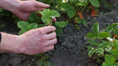 A man checking sprouts of strawberry plant. Agriculture, gardening concept. Stock Footage 196074694