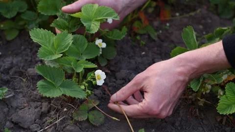 A man checking sprouts of strawberry plant. Agriculture, gardening concept. Video stock 196281322