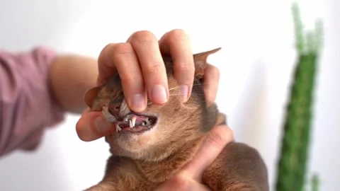 Man Checking Teeth Of a blue Abyssinian Cat Stock Footage 239432689