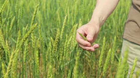 Man checking wheat grains in field Stock Footage 48769231