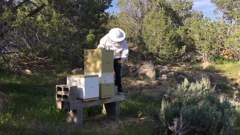 Man checks bee hives, raw honey HD Stock-Footage 75687025