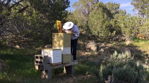 Man checks bee hives, raw honey HD Stock-Footage 80166433