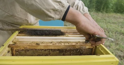 A man checks frames with honey. Honey harvest. Beekeeper gets frame honeycomb Stock Footage 140037468
