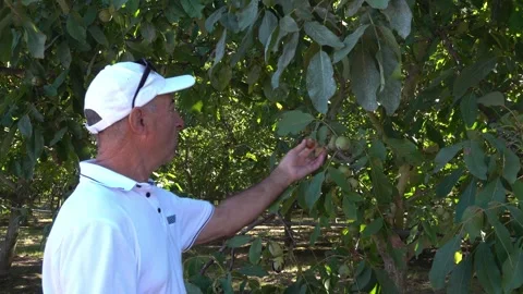 A man checks the nuts fruit on the trees in an orchard Stock Footage 346321440