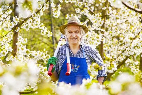 Man cherry tree blossom pruning shears Man cuts cherry tree with branch sc... Stock Photos