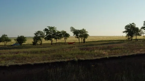 Man chilling in hammock at trees in wheat field at misty morning drone footage Stock Footage 114624702