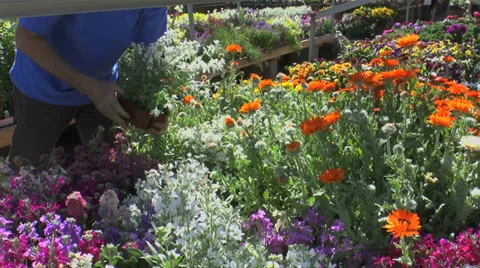 Man Chooses Garden Plants Stock Footage