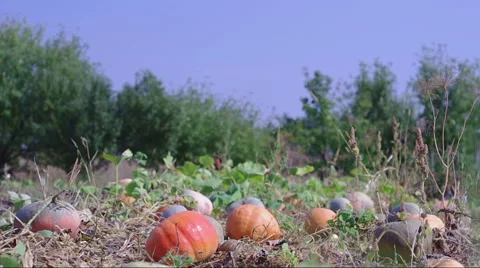 Man chooses a pumpkin farmer and plucks it. Stock Footage 54413833
