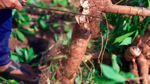 Man chopping cassava from root using machette and throw rhizome away slowmotion Stock-Footage 156232445