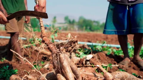 Man chopping cassava using machette and throw rhizome away 50fps Stock-Footage 156232935