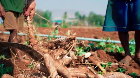 Man chopping cassava using machette and throw rhizome away slowmotion 100fps Stock-Footage 156233213