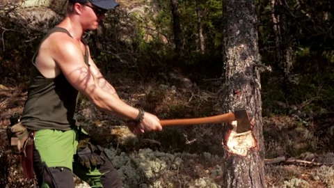 Man chopping down a tree with an axe Stock Footage 91380848