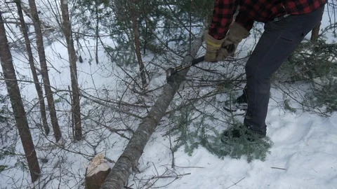 Man chopping down tree in forest wilderness during winter with snow Stock Footage 121220456