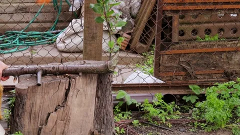 Man chopping trimmed tree branch with axe on large wooden stump in backyard with Stock Footage 309302741