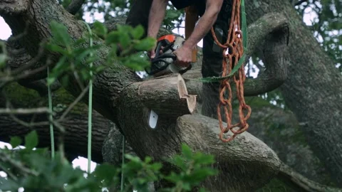 Man chopping wood down with a chainsaw in slow motion Lumberjack cut trees using Stock Footage 336570736