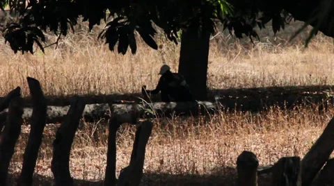 Man Chopping wood 库存影片 37847667