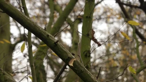 Man Chops Branches with Large Survival Knife. Man Chopping Wood Stock Footage 306535221
