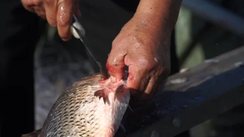 Man chops fish in boat Stock Footage 140383132