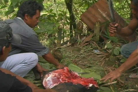 Man chops up pig Stock Footage 111138
