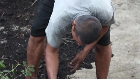A man chops off the roots of a tree to plant it in the ground Video stock 307978257