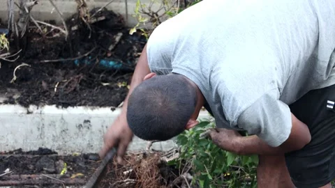 A man chops off the roots of a tree to plant it in the ground Stock Footage 312912426