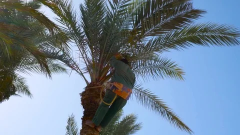 Man clean date palm Stock Footage 76449830