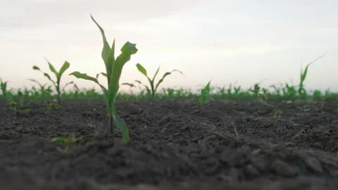 Man clean  young isolated corn plant on field grown in sunset Stock-Footage 130455321