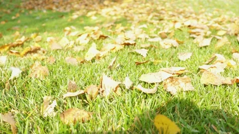 Man cleaning the autumn leaves with a leaf blower. Blower being used in backyard Stock Footage 163608187